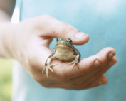 up close view of hand holding small frog