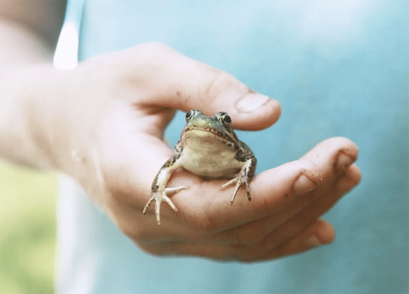 up close view of hand holding small frog