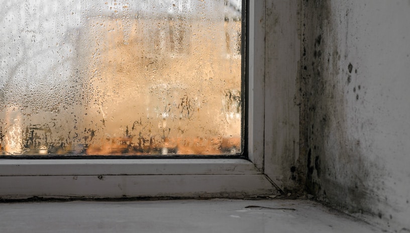Mold at Home: How to Address this Problem